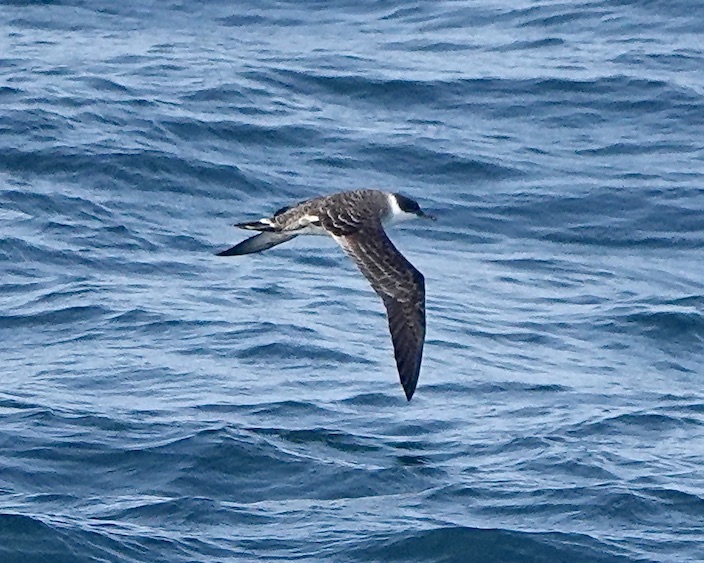 great shearwater